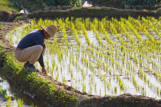 Live Off Rice Sustainable Rice Is Key to Feeding a Growing World | WWF