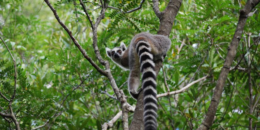 A ring-tailed lemur looks over his shoulder while perched in a tree