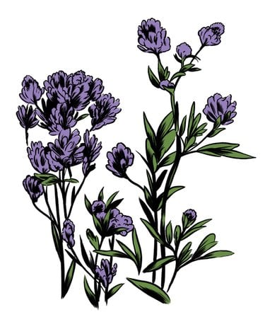 Illustration of alfalfa plants blooming with purple flowers