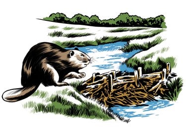 Illustration of a beaver and dam along water