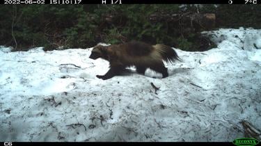 A dark-colored wolverine walks across dirty snow in a camera trap image