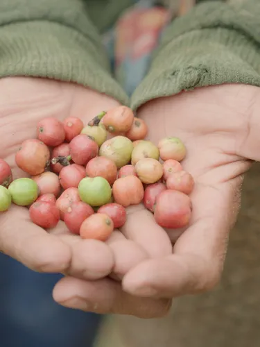 A person holds coffee beans freshly picked from a plant