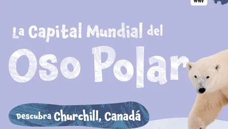 La Capital Mundial del Oso Polar (color)