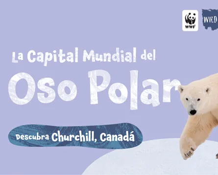 La Capital Mundial del Oso Polar (color)