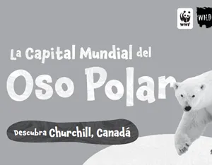 La Capital Mundial del Oso Polar (en blanco y negro)