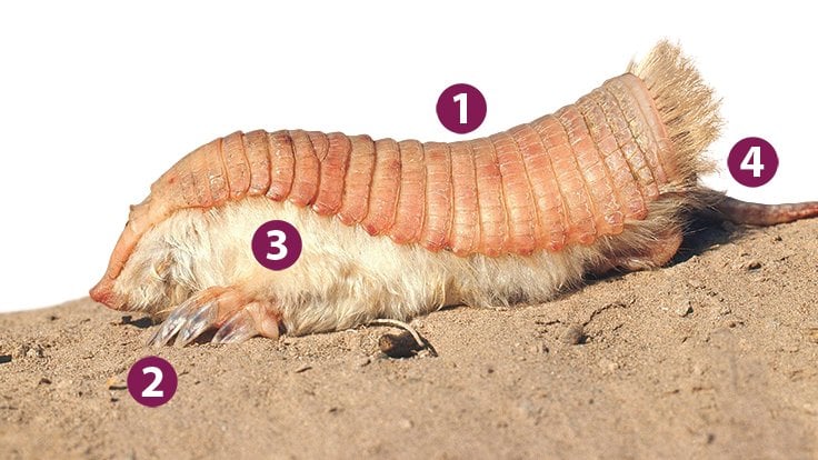 Pink Fairy Armadillo