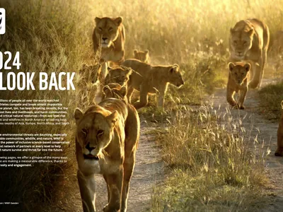 Title of the report alongside multiple lions