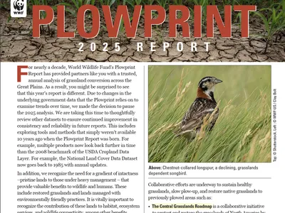 Cover of the 2025 Plowprint Report featuring text and a photo of a songbird