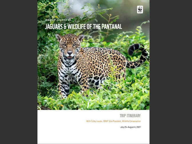 Cover image for the 2027 Insider Journeys Jaguars Pantanal trip