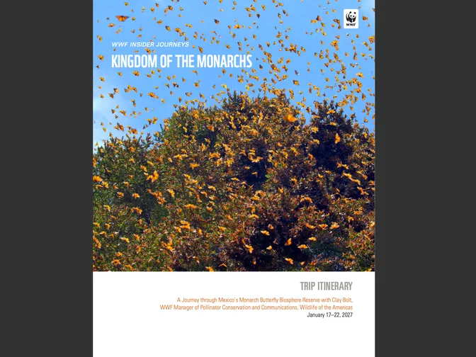 Cover image for the 2027 Insider Journeys Mexico Monarch trip