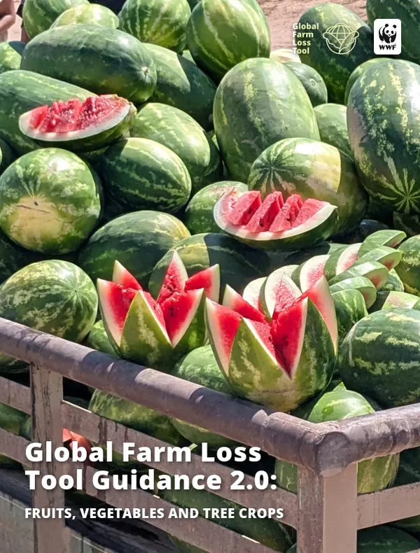 A report cover that says 'Global Farm Loss Tool Guidance 2.0' and features a picture of a bin of watermelons with some sliced open