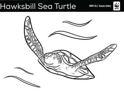 Sea turtle coloring page