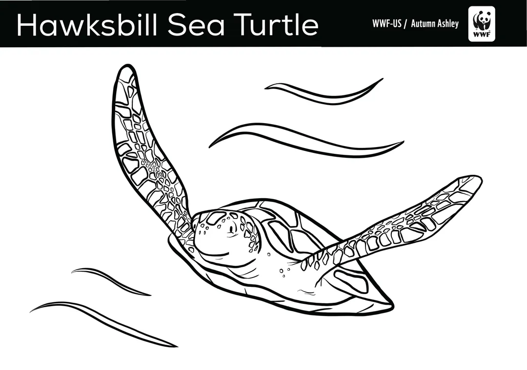 Sea turtle coloring page