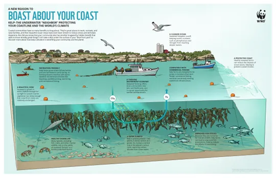 A New Reason to Boast about your Coast