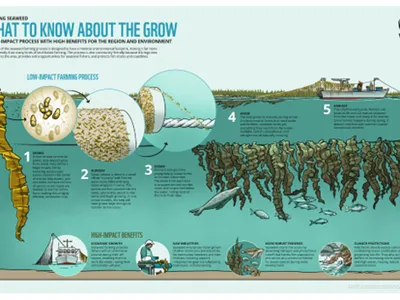 Farming Seaweed: What to Know About the Grow