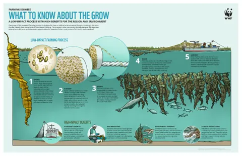 Farming Seaweed: What to Know About the Grow
