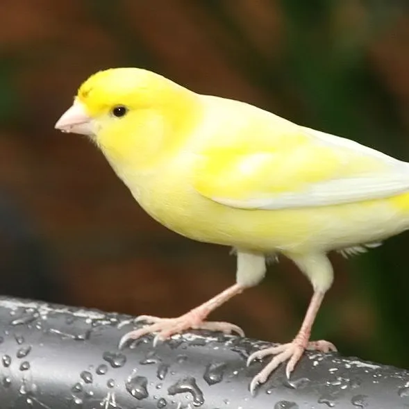 A captive yellow canary perched on a wet pipe.