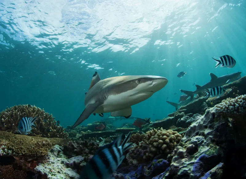 Underwater photo of a shark swimming near a coral reef