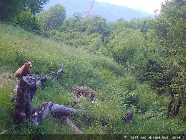 A brown bear in grassy hill