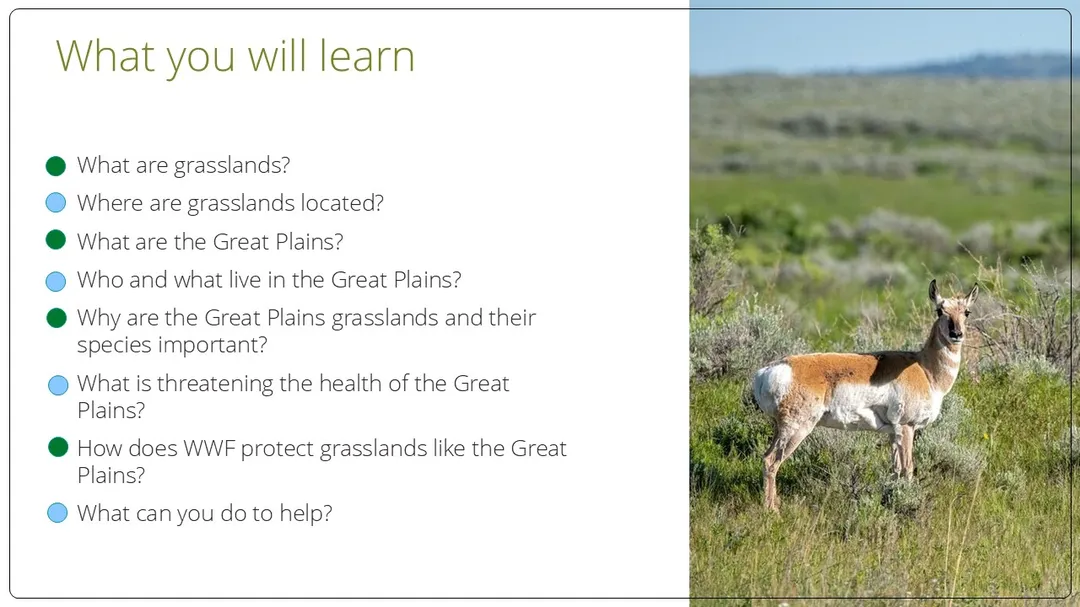 Grasslands of the Great Plains Classroom Presentation