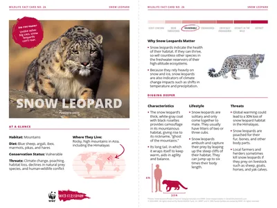 Snow Leopard Species Card