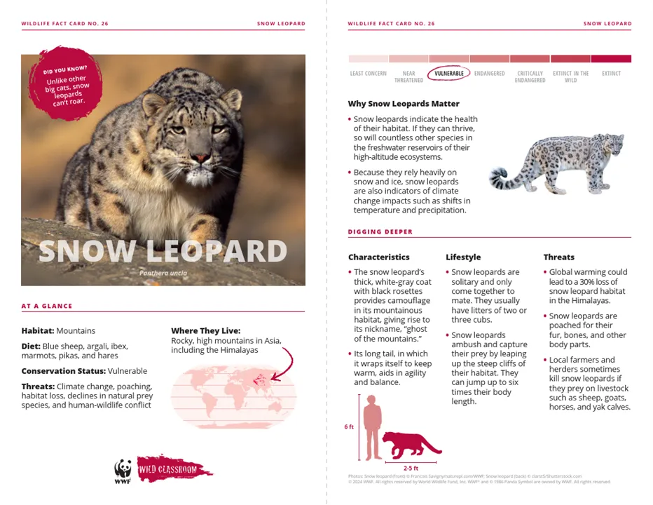 Snow Leopard Species Card
