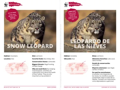 Snow Leopard Species Card ELL