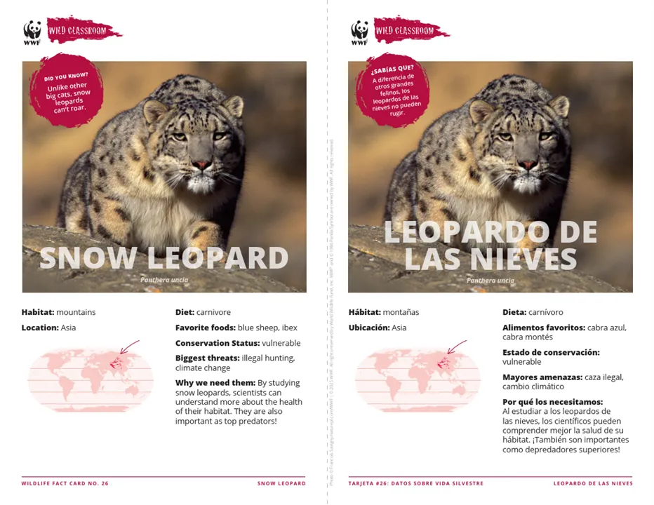 Snow Leopard Species Card ELL