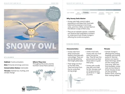 Snowy Owl Species Card