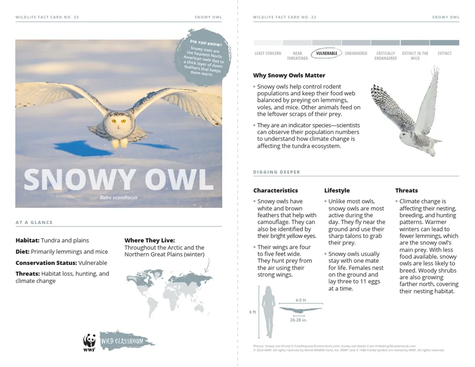 Snowy Owl Species Card