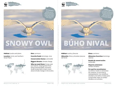Snowy Owl Species Card ELL