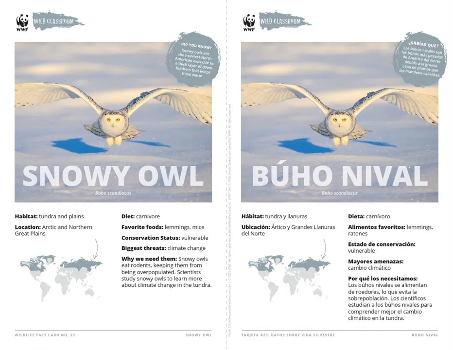 Snowy Owl Species Card ELL