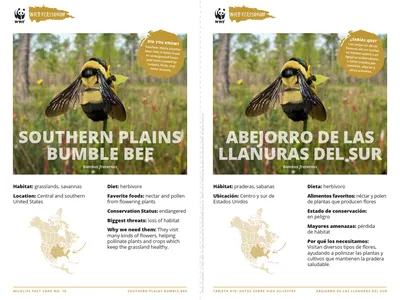 Southern Plains Bumble Bee Species Card ELL