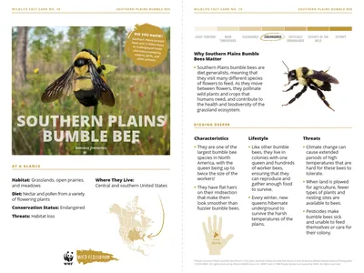 Southern Plains Bumble Bee Species Card