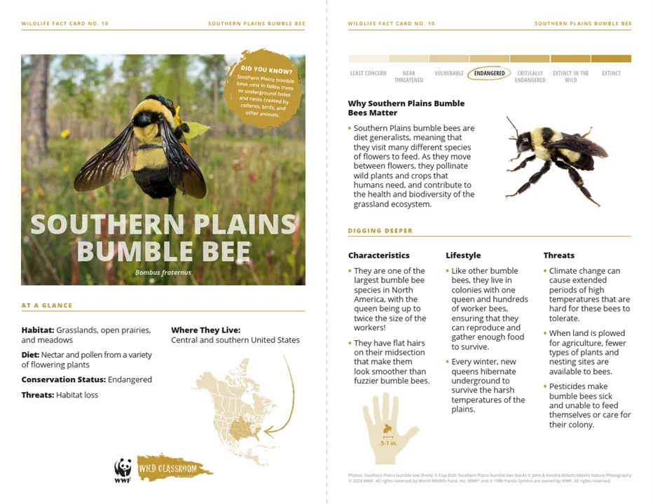 Southern Plains Bumble Bee Species Card