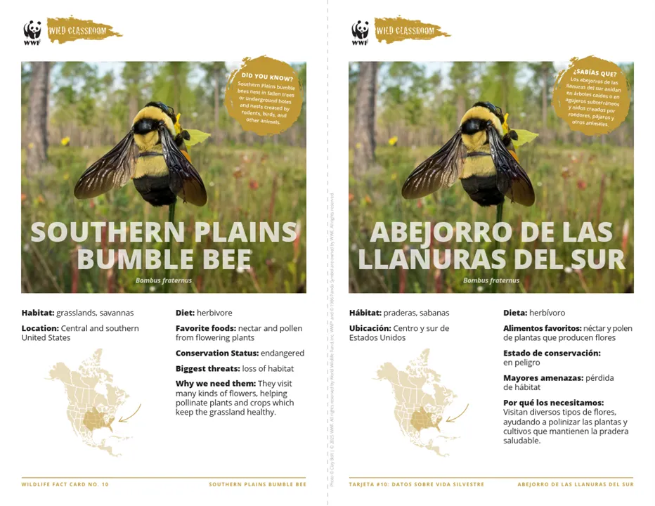 Southern Plains Bumble Bee Species Card ELL