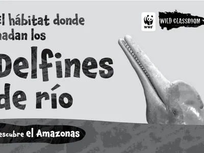 Cover of river dolphin storybook (b&w)