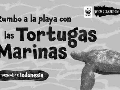 Cover of sea turtle Spanish storybook (b&w)