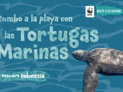 Cover of sea turtle Spanish storybook (color)