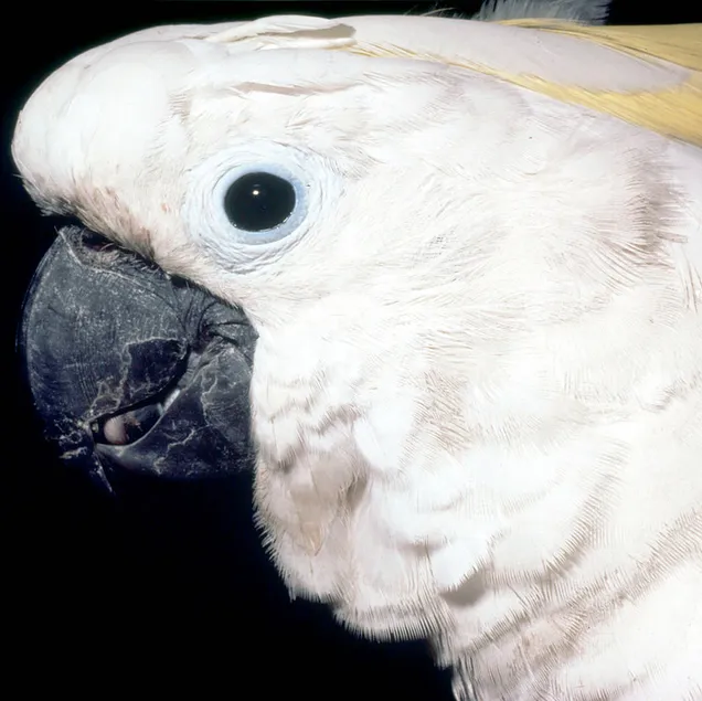 lose-up of the head of a Sulphur-crested cockatoo. The bird has a black beak and eyes, white feathers, and long yellow feathers on its head.