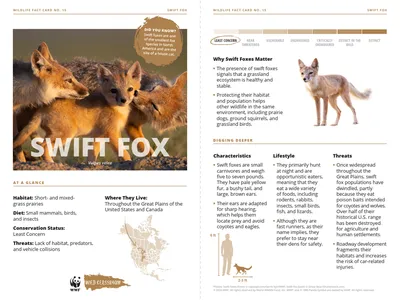Swift Fox Species Card