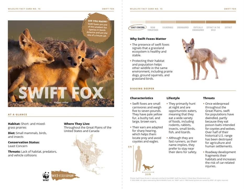 Swift Fox Species Card
