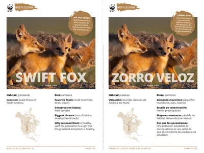 Swift Fox Species Card ELL