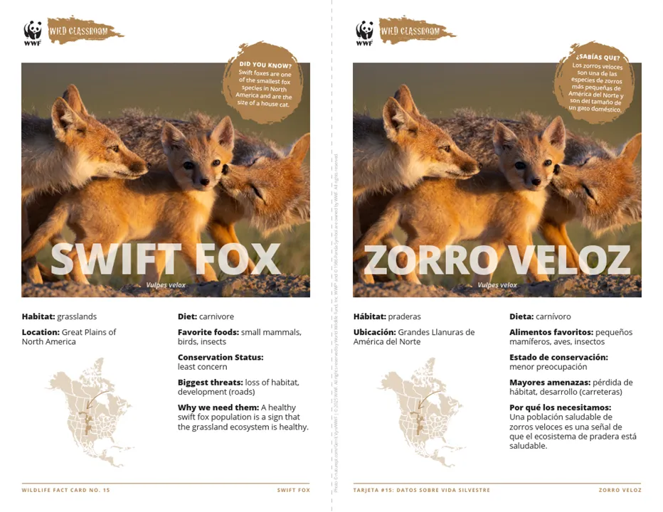 Swift Fox Species Card ELL