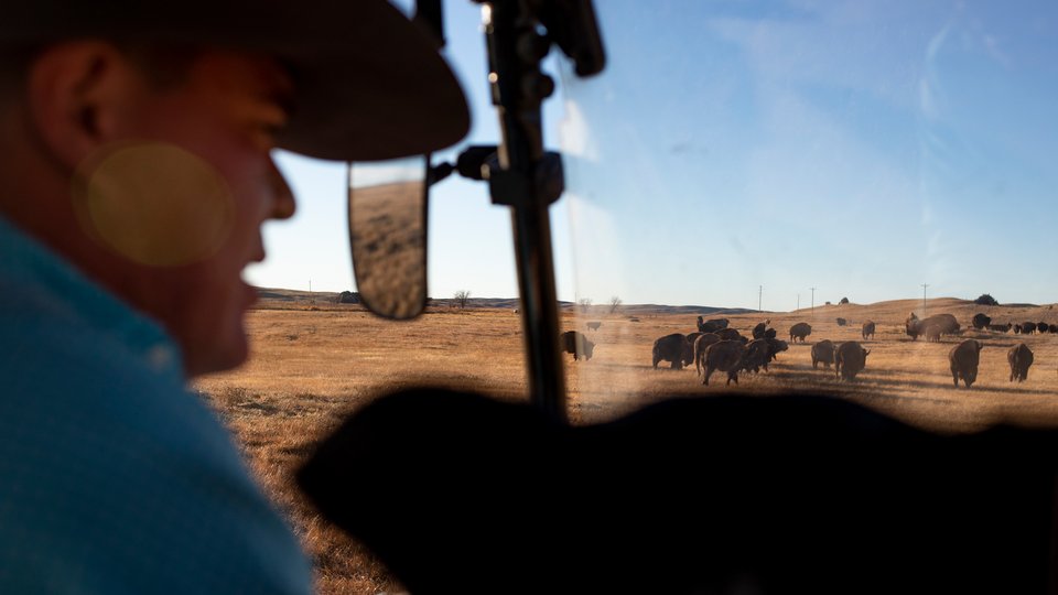Man watching bison in the distance