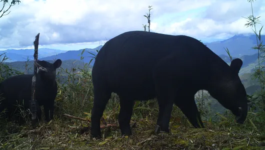 Camera trap image of tapir with blue sky