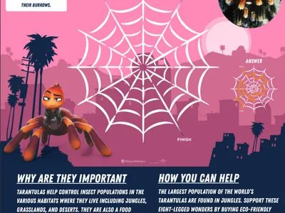 Tarantula's Spider Web Maze