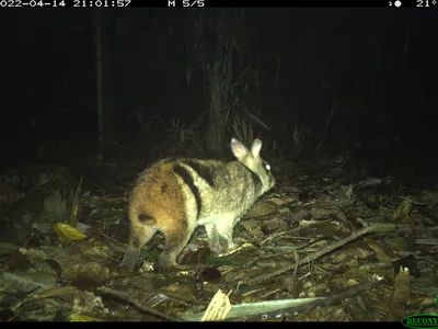 A yellowish and blurry photo of a striped rabbit