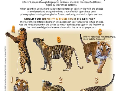 Identifying Tiger Stripes