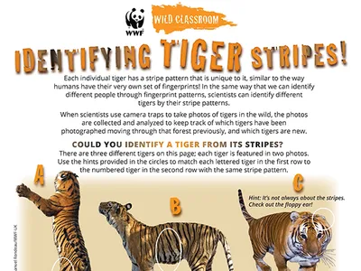 Identifying Tiger Stripes